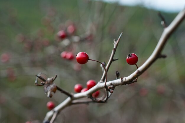 Primer disparo de una rama de árbol de winterberry sobre un fondo borroso