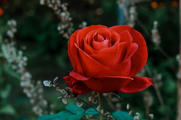 Primer disparo de una rosa roja