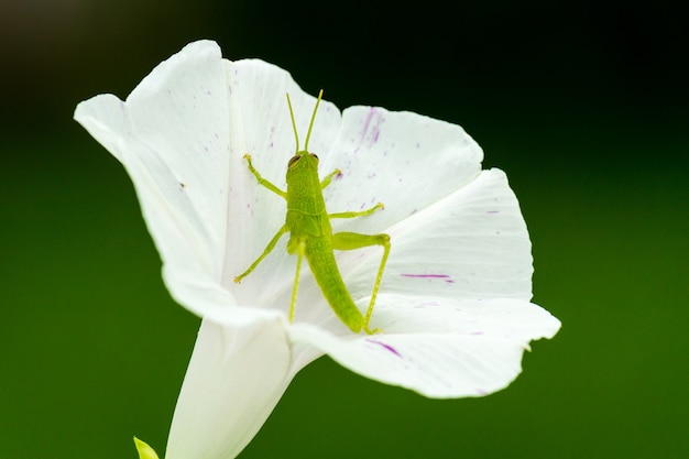 Primer disparo de un saltamontes verde sobre una flor blanca