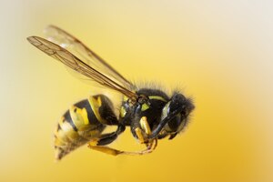 Foto gratuita primer disparo selectivo enfocado de una abeja en una pared amarilla