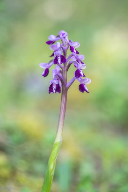 Foto gratuita primer disparo selectivo de una hermosa flor de pétalos de color púrpura en un borroso