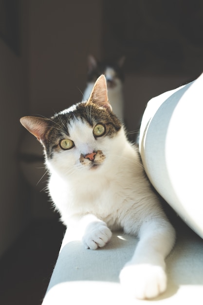 Primer disparo selectivo de hermoso gato doméstico con ojos verde claro