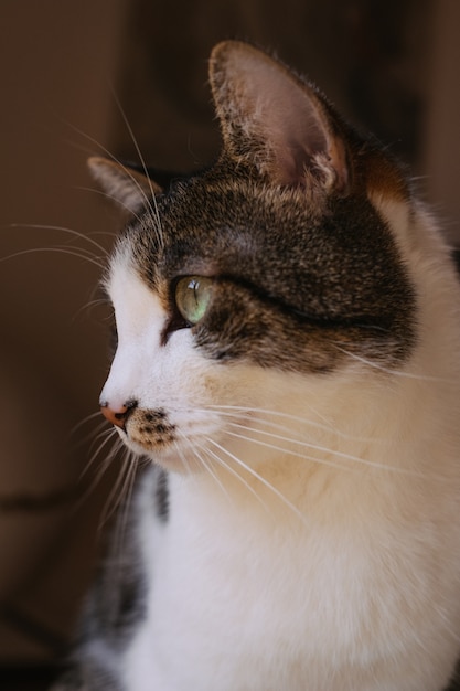 Primer disparo selectivo de hermoso gato doméstico con ojos verde claro