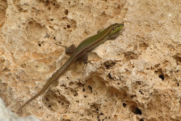 Primer disparo selectivo de un lagarto de pared maltés verde sentado sobre una roca bajo la luz del sol en Malta