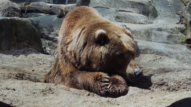 Foto gratuita primer disparo selectivo de un oso pardo acostado