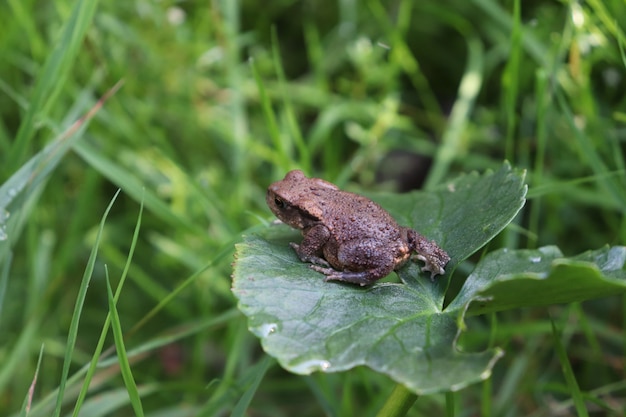 Primer disparo selectivo de una rana marrón sobre una hoja verde en un campo de hierba