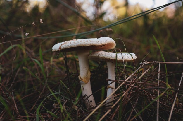 Primer disparo de setas blancas en el bosque