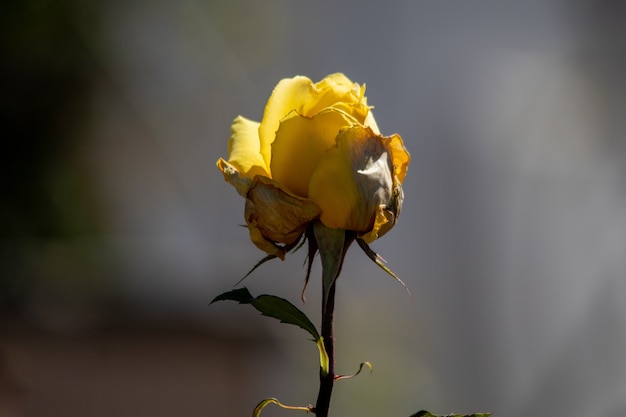 Primer disparo de una sola rosa amarilla con fondo borroso