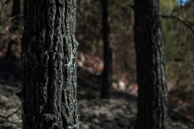 Primer disparo de un tronco de árbol con un borroso