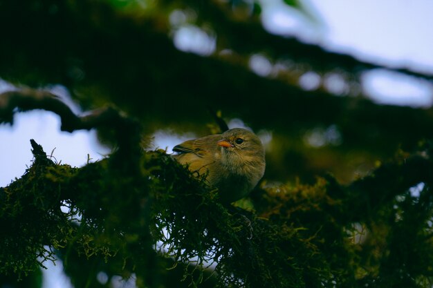 Primer disparo único de un pájaro posado en una rama de árbol verde