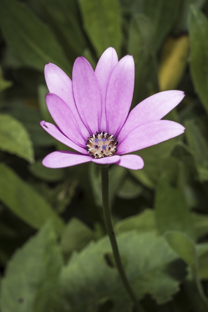 Primer disparo vertical de una delicada flor rosa anémona de hoja ancha en flor