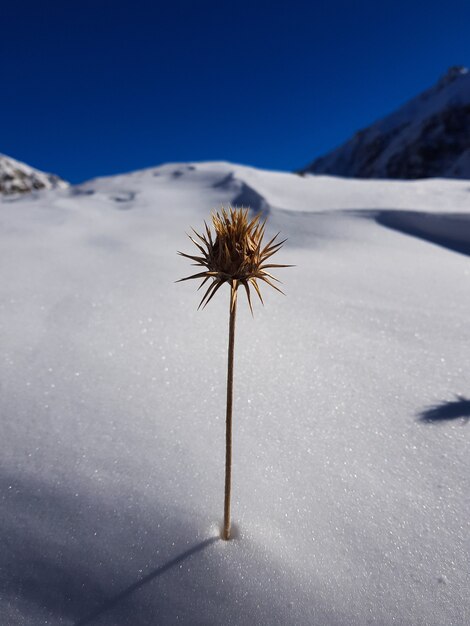 Primer disparo vertical de una flor amarilla con espinas afiladas en un paisaje nevado