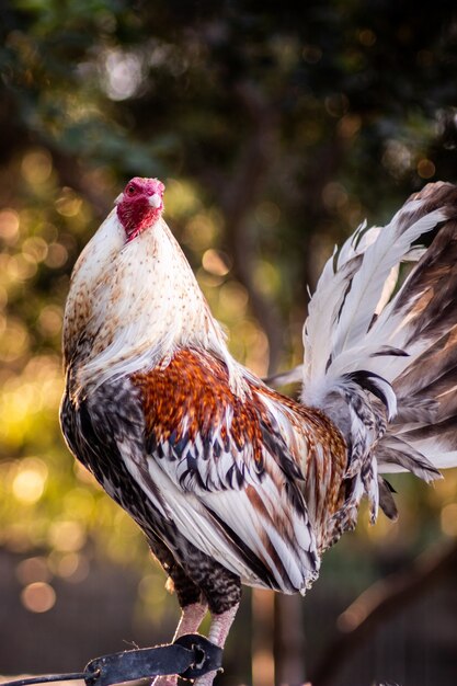 Primer disparo vertical de un gallo blanco