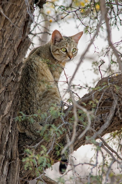 Primer disparo vertical de un gato gris sentado en la rama de un árbol