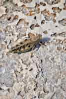 Foto gratuita primer disparo vertical de un insecto mayfly en un suelo arenoso