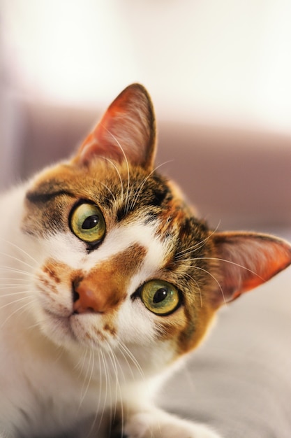 Primer disparo vertical de un lindo gato europeo de pelo corto