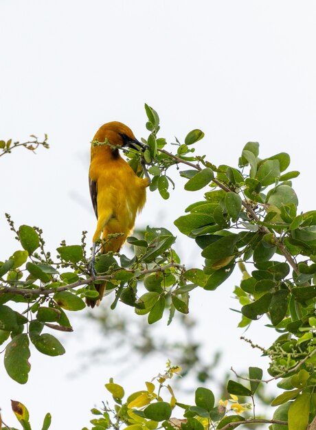 Primer disparo vertical de un pájaro exótico amarillo comiendo posado en la rama de un árbol