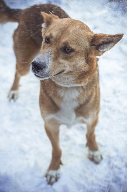 Primer disparo vertical de un perro marrón debajo de la nieve mirando hacia los lados