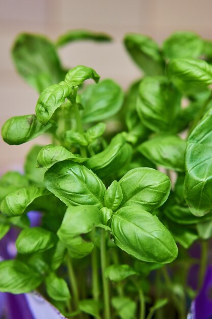 Primer disparo vertical de una planta de interior con hojas verdes