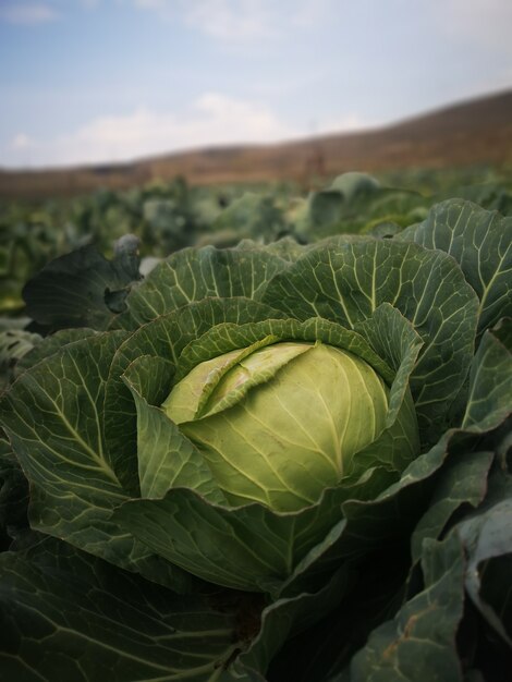 Primer disparo vertical de una planta de repollo en el campo