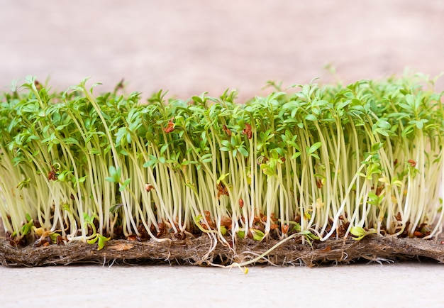 El primer de la ensalada del berro de los granos germinados crece en la estera de lino mojada.