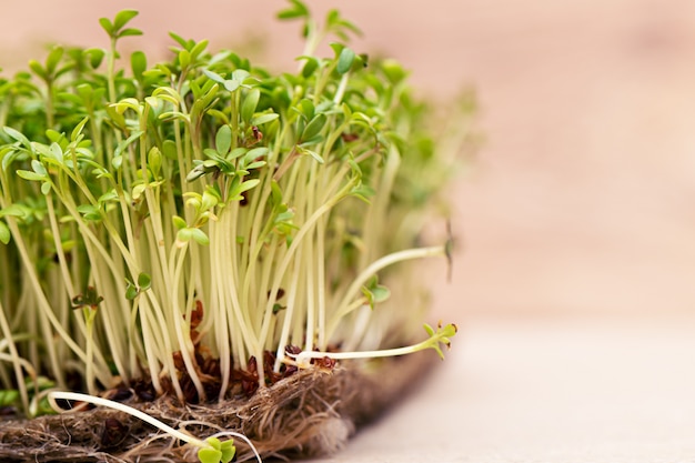 El primer de la ensalada del berro de los granos germinados crece en la estera de lino mojada.