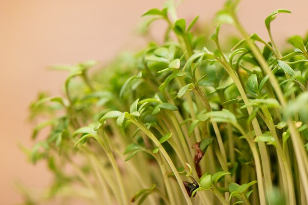 El primer de la ensalada del berro de los granos germinados crece en la estera de lino mojada.