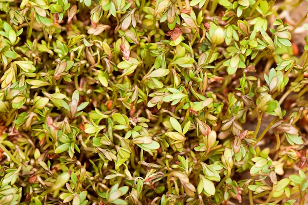 El primer de la ensalada del berro de los granos germinados crece en la estera de lino mojada.