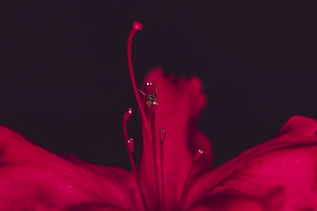 Primer extremo de una hermosa flor silvestre roja en un bosque