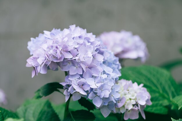 Primer de la flor del Hydrangea