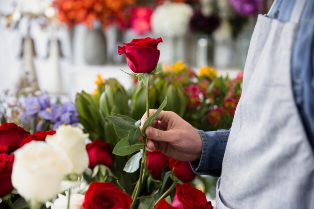 El primer de un florista de sexo masculino que llevaba a cabo rojo se levantó en la mano