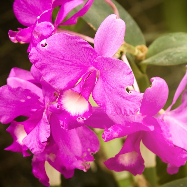 Primer hermoso de la flor púrpura