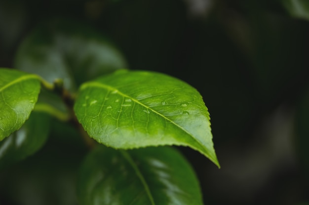 Primer de hojas verdes con gotas de agua