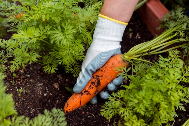 Primer hombre sacando zanahorias del suelo