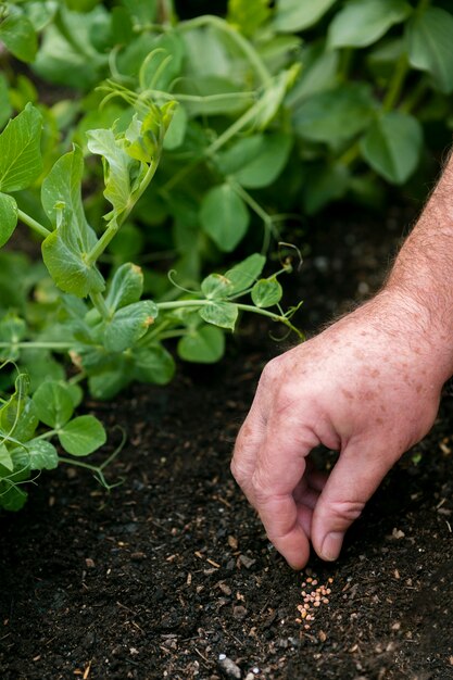 Primer jardinero poniendo semillas en el suelo