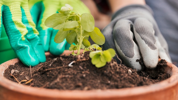 El primer del jardinero de sexo masculino y de sexo femenino planta el almácigo en pote