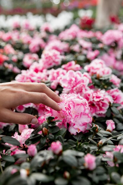 Primer mano tocando flor rosa