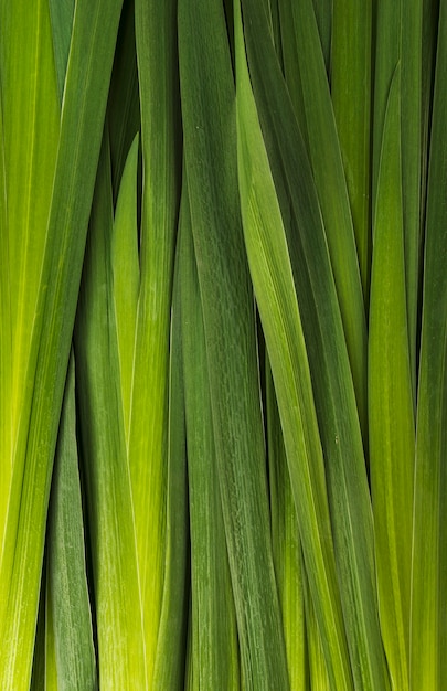 Primer manojo ov hojas verdes