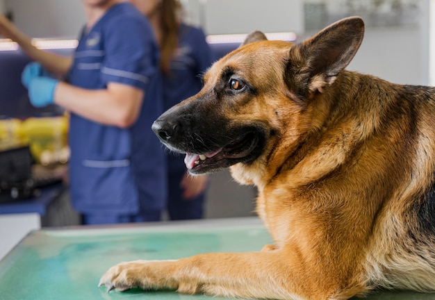Primer médico en clínica con perro sonriente