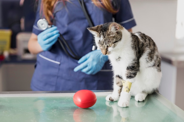 Primer médico con estetoscopio y juguete para gato