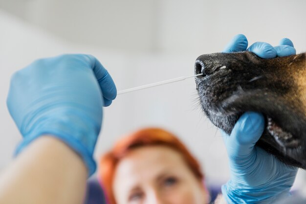 Primer médico revisando la nariz del perro