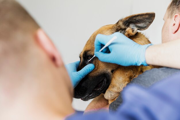 Primer médico revisando el ojo del perro lindo