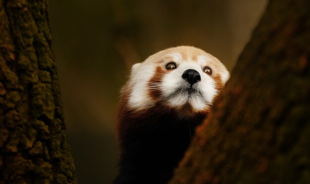 Primer panda rojo trepando a un árbol