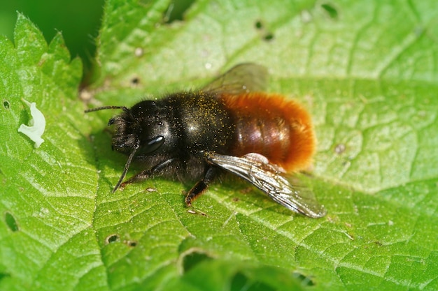 Primer plano de una abeja albañil cornuda Osmia cornuta hembra sobre una hoja verde