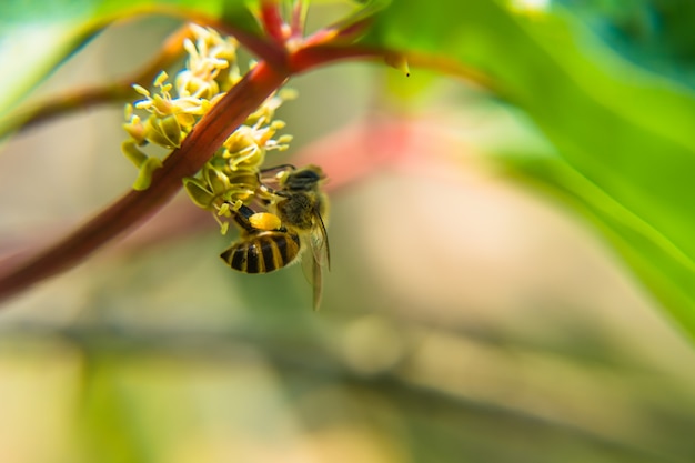 Primer plano de abeja alimentándose