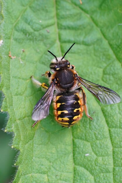 Primer plano de una abeja carda de lana europea macho