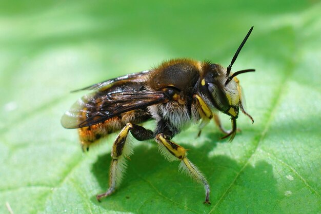 Primer plano de una abeja carda de lana europea macho