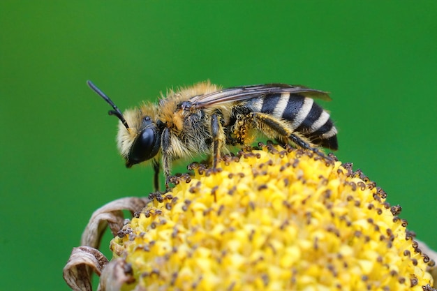 Primer plano de una abeja de celofán de Davies, Colletes daviesanus, sittin