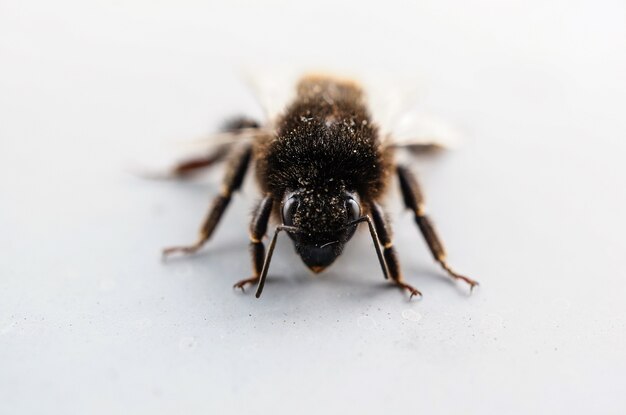 Primer plano de una abeja cubierta de polen sobre la superficie blanca