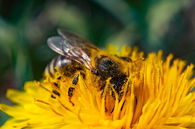 Primer plano de una abeja en una flor amarilla floreciente con vegetación en el fondo